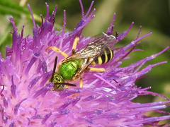 Agapostemon virescens