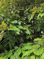 Gynochthodes umbellata