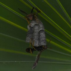 Polistes dorsalis dorsalis