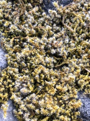 Racomitrium lanuginosum