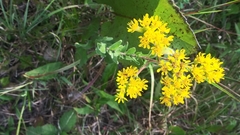 Solidago rigida