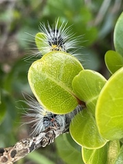 Bombycomorpha bifascia