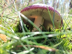 Russula