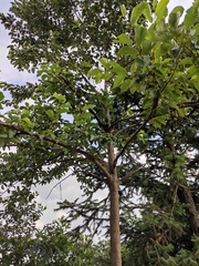 Alniphyllum fortunei