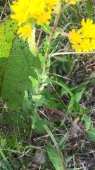 Solidago rigida