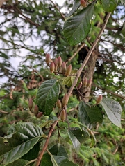 Alniphyllum fortunei