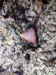 Calliostoma zizyphinum