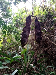 Mucuna urens