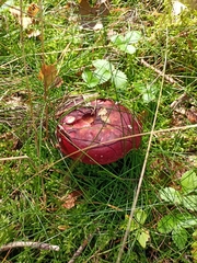 Russula