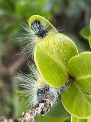 Bombycomorpha bifascia