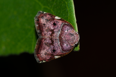 Ricaniidae