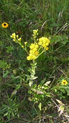 Solidago rigida