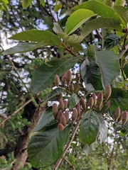 Alniphyllum fortunei