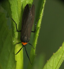 Cisseps fulvicollis