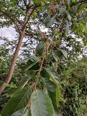 Alniphyllum fortunei
