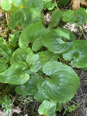 Maianthemum dilatatum