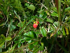 Vaccinium vitis-idaea
