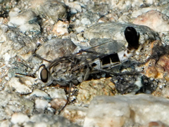 Apiocera