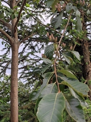 Alniphyllum fortunei