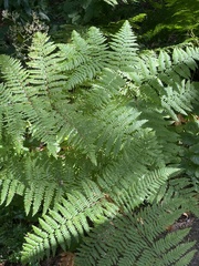 Pteridium