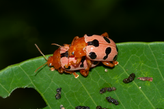 Podontia affinis