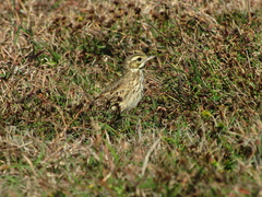 Anthus australis