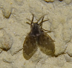 Clogmia albipunctata