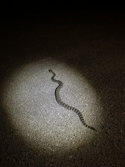 Crotalus oreganus oreganus