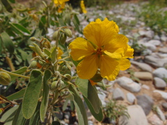 Senna roemeriana