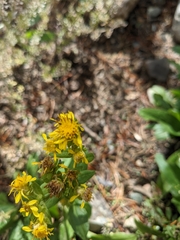 Solidago multiradiata