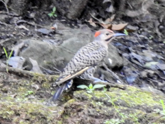 Colaptes auratus luteus