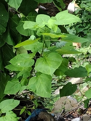 Catalpa speciosa