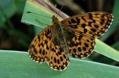 Boloria dia