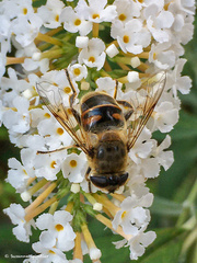 Eristalis tenax