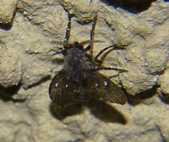 Clogmia albipunctata
