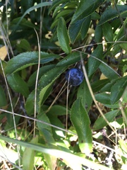 Prunus spinosa