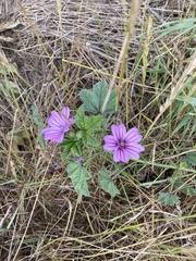 Malva sylvestris