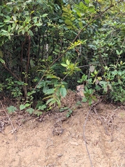 Castanea seguinii