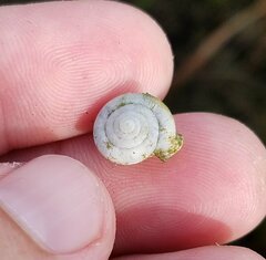 Polygyrinae