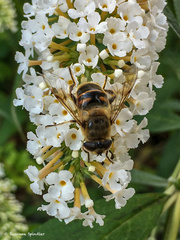 Eristalis tenax