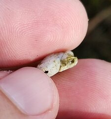 Polygyrinae