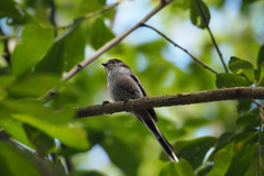 Aegithalos caudatus