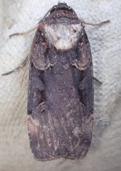 Pseudohermonassa bicarnea