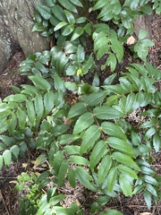 Berberis nervosa