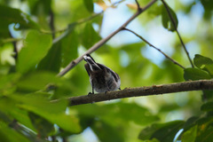 Aegithalos caudatus