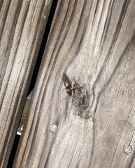 Deilelater physoderus