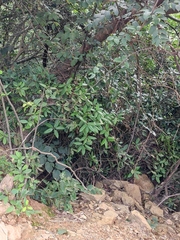 Rhododendron latoucheae