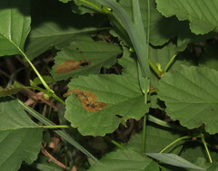 Cameraria hamameliella