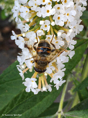 Eristalis tenax