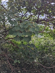 Vernicia fordii